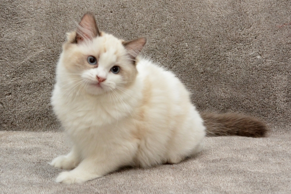 Shilo's seal point & white (bicolor) female kitten